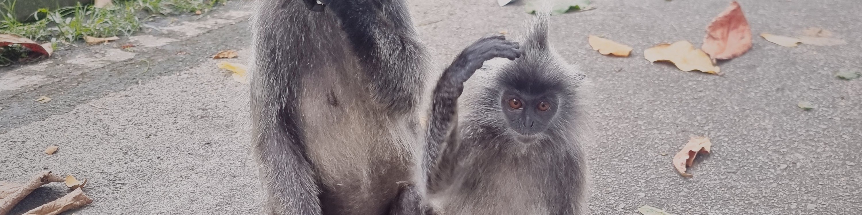 Scenic Monkey Hill, home to the silver leaf monkeys