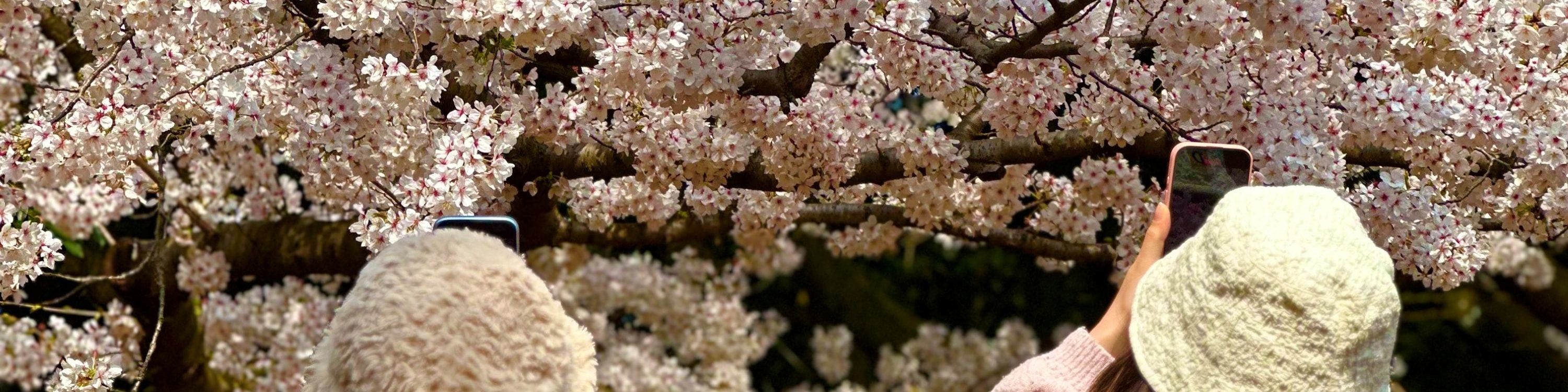 在三姓穴雄偉的200年櫻花樹下捕捉完美鏡頭,那裡是濟州起源神話的生動再現。 在三姓穴雄偉的200年櫻花樹下捕捉完美鏡頭,那裡是濟州起源神話的生動再現。