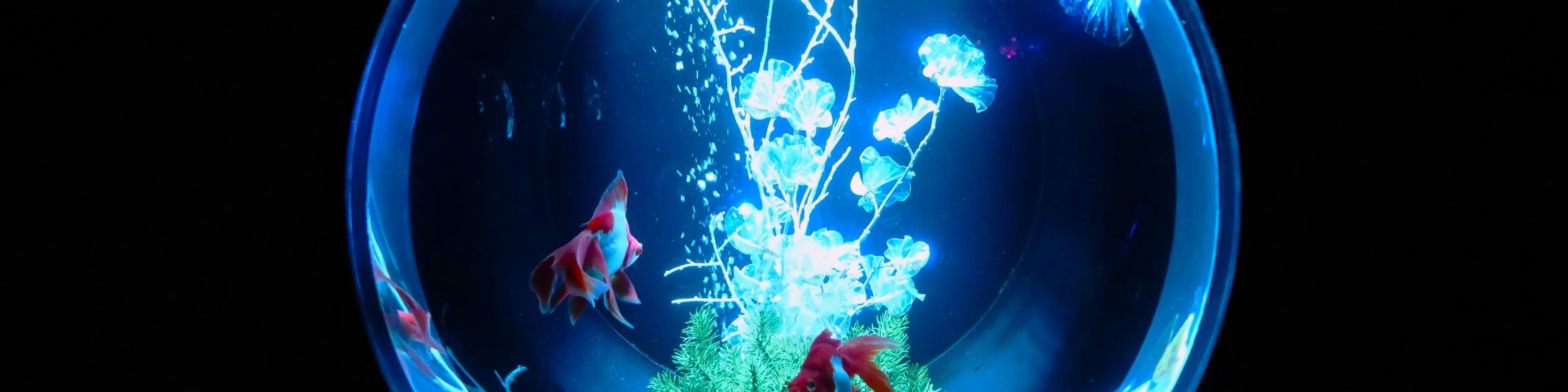 東京銀座藝術水族館門票