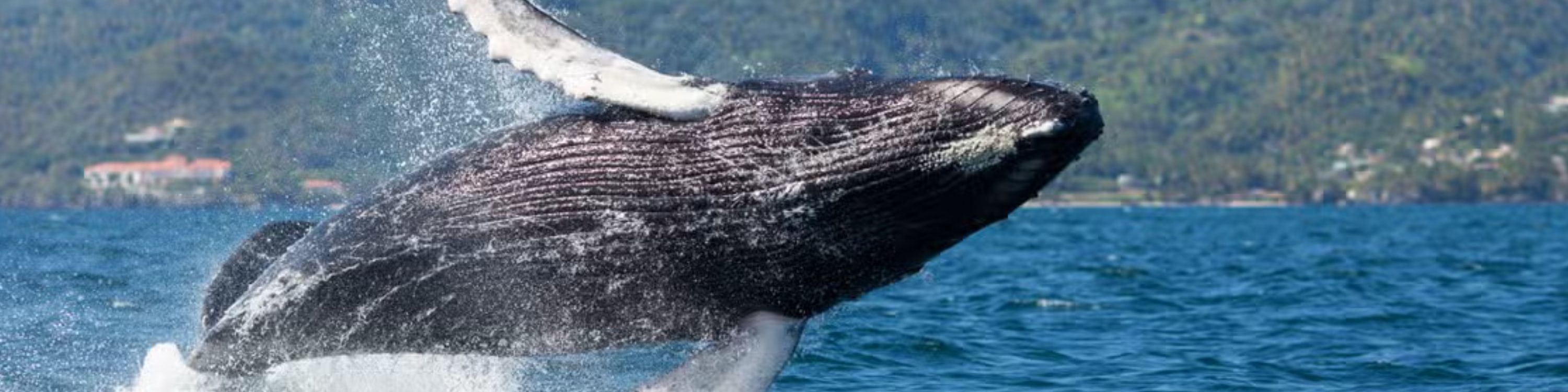Whale Watching and Cayo Levantado Day Tour in Samana