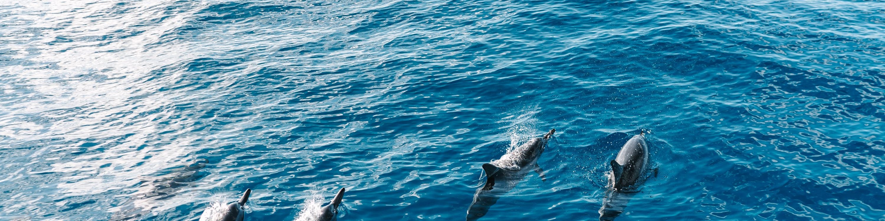 從空中俯瞰海豚在凱阿拉凱夸灣 (Kealakekua Bay) 清澈海水中滑翔的景象