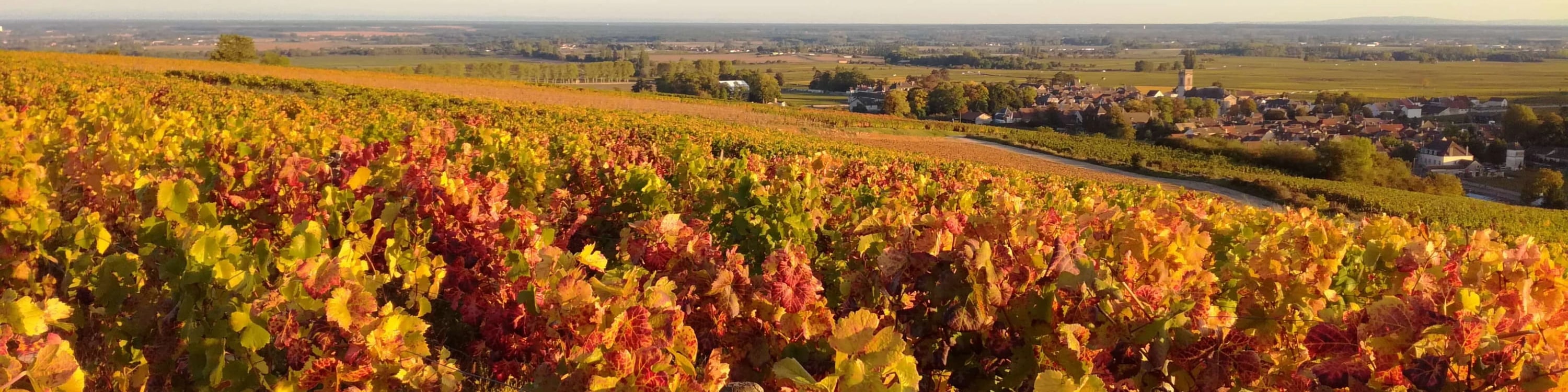 Burgundy Grands Crus Route Day tour & tasting including 14 wines