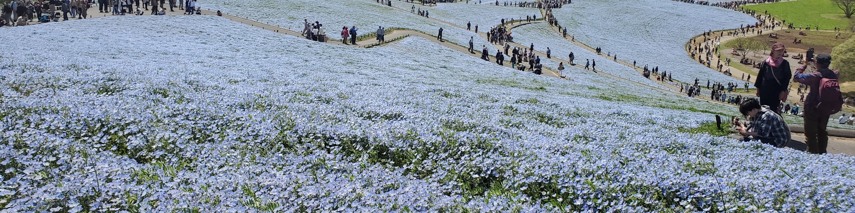 從新宿出發的足利花卉公園和日立海濱公園一日遊
