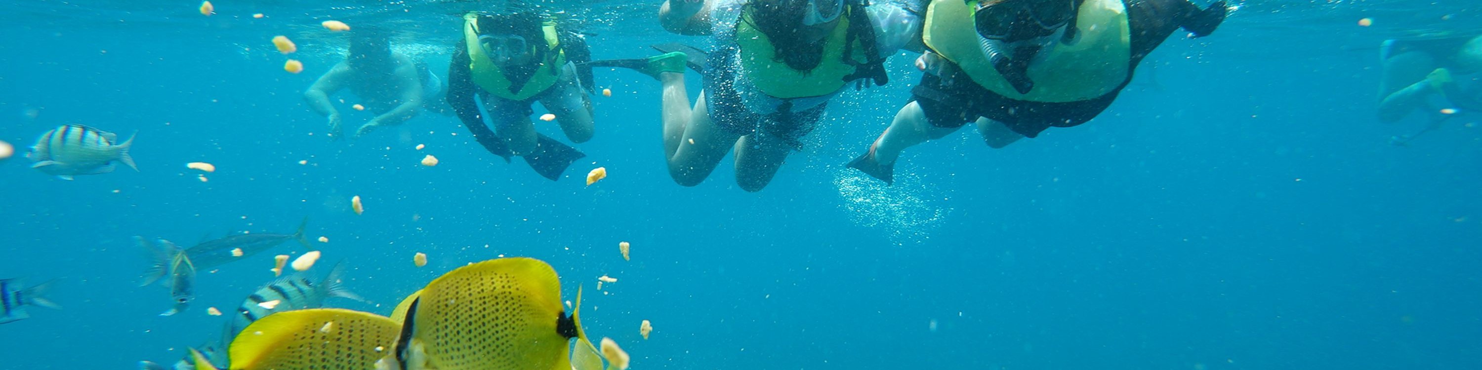 在浮潛時，遊客們沉浸在熱帶魚群環繞的水中世界