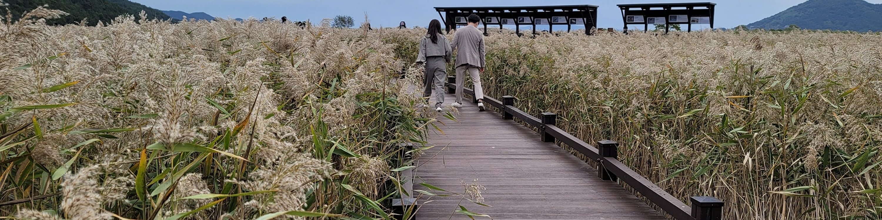 寶城綠茶園和順天灣花園一日遊[火車+巴士]
