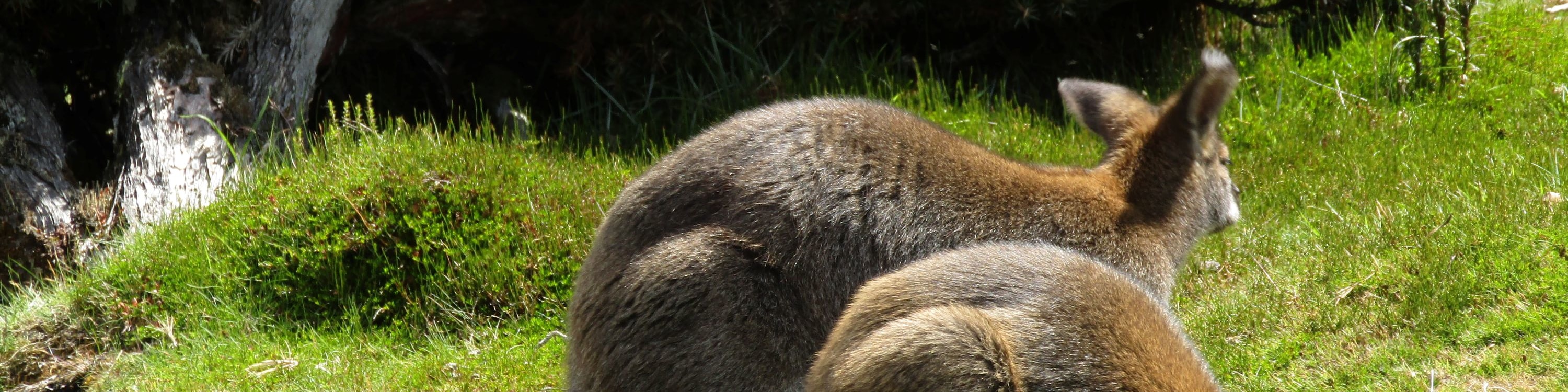 友善的搖籃山野生動物