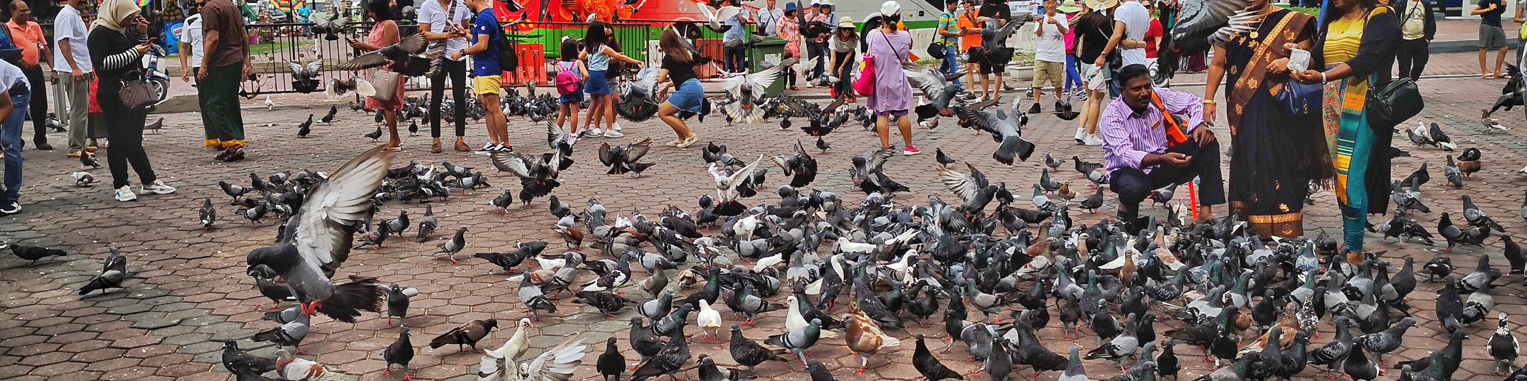 birds at batu caves