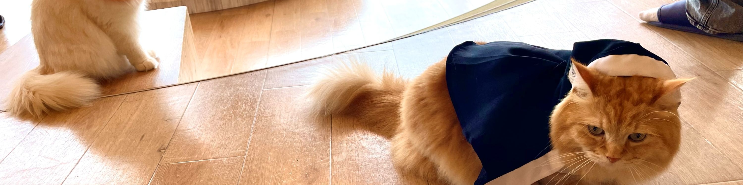 Tokyo Lucky Cat Temple & Harajuku Cat Cafe Half-Day Tour
