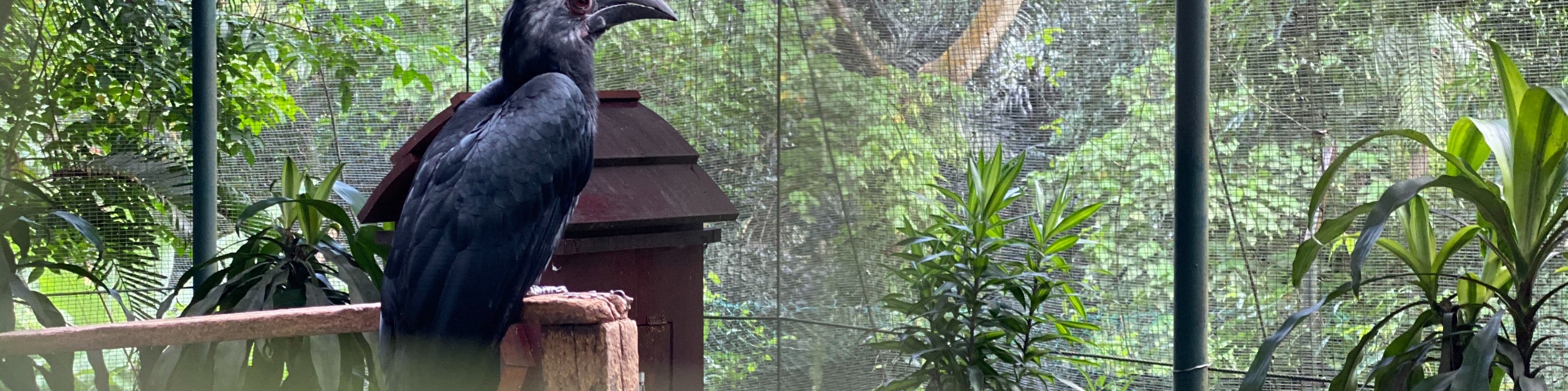 Bird at KL Bird Park