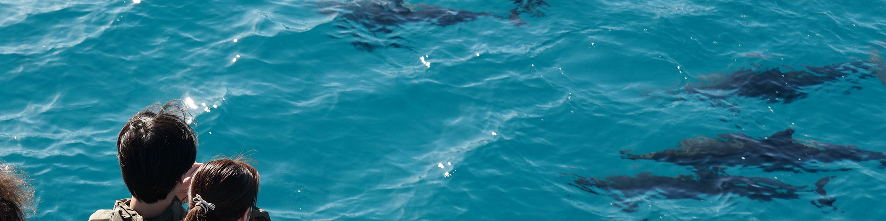 在瓦ianae海岸線，與野生飛旋海豚一同乘風破浪