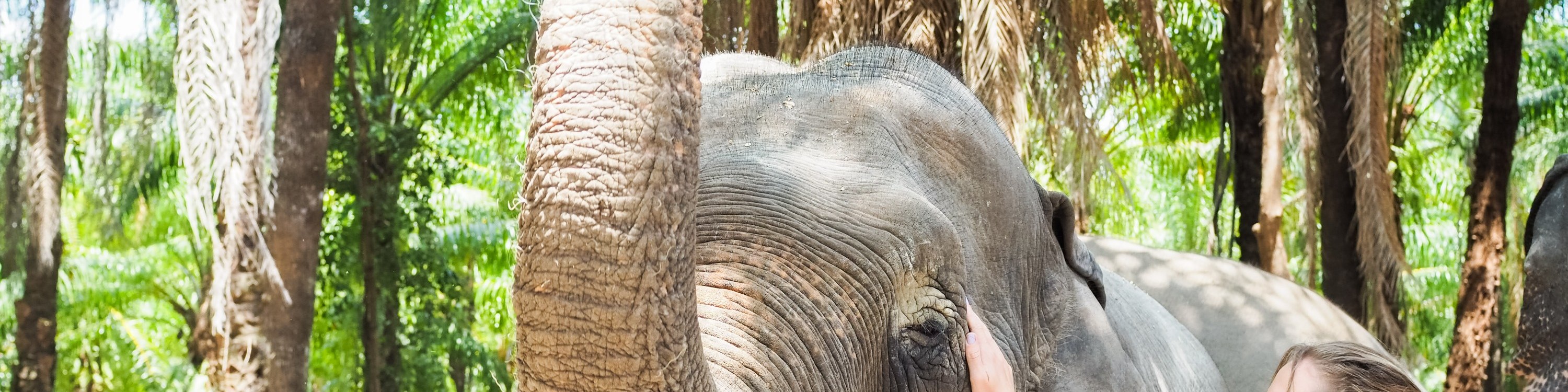 甲米大象保護區（Krabi Elephant Shelter）體驗