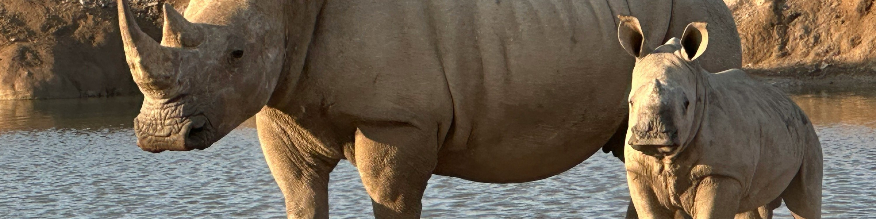 Rhino mother and baby