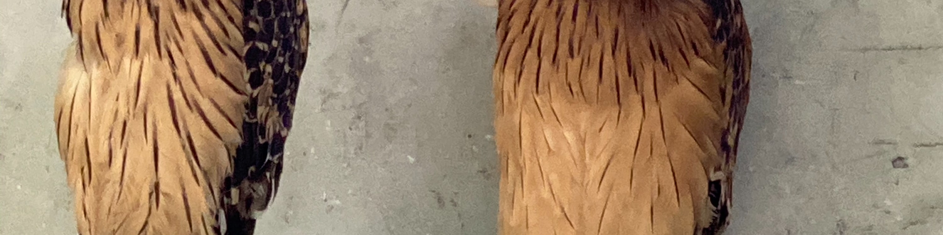 Owls in Bird Park