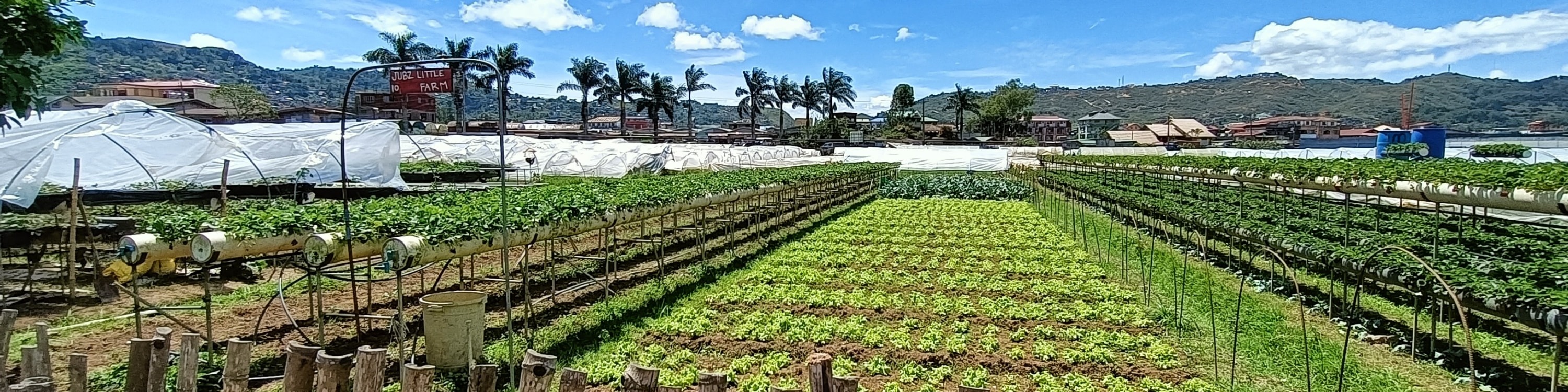 strawberry farm in baguio