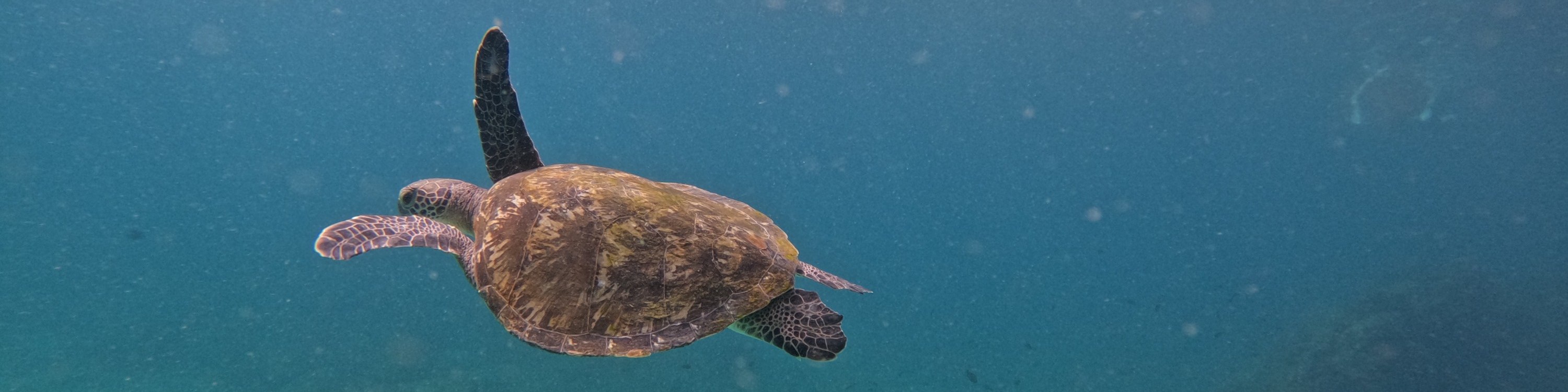 Guided Snorkeling Day Tour in Fujairah with BBQ Lunch from Dubai