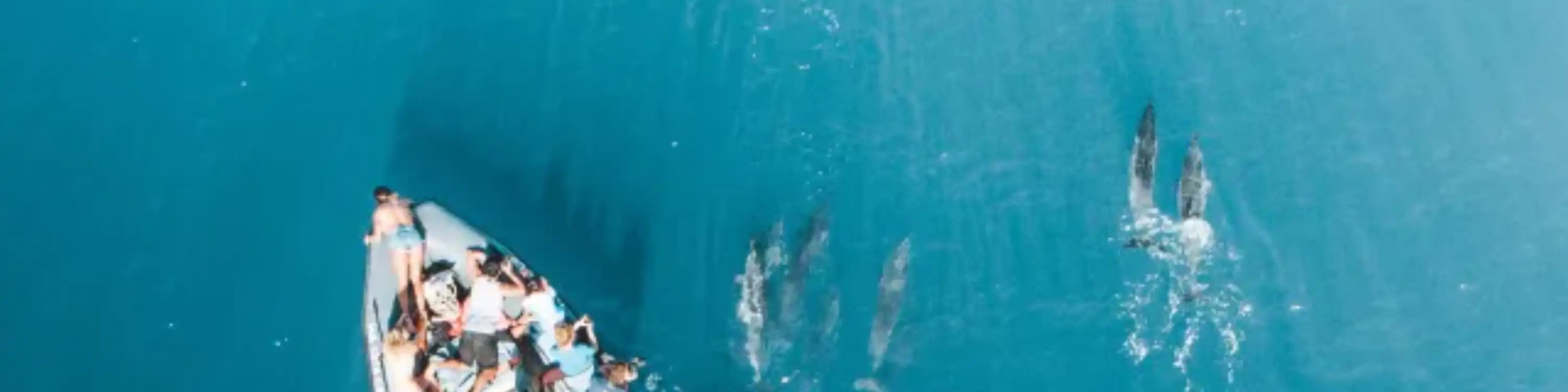 Watch the dolphins swim by as you pass them by