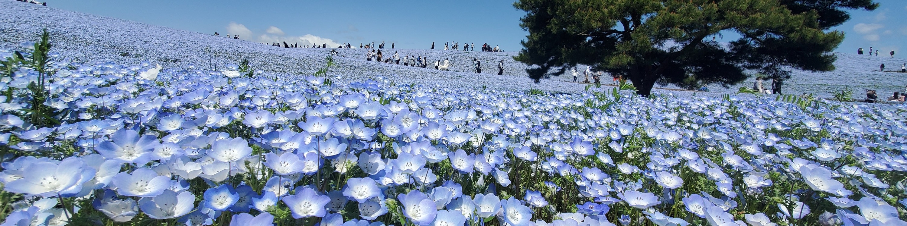 從新宿出發的足利花卉公園和日立海濱公園一日遊