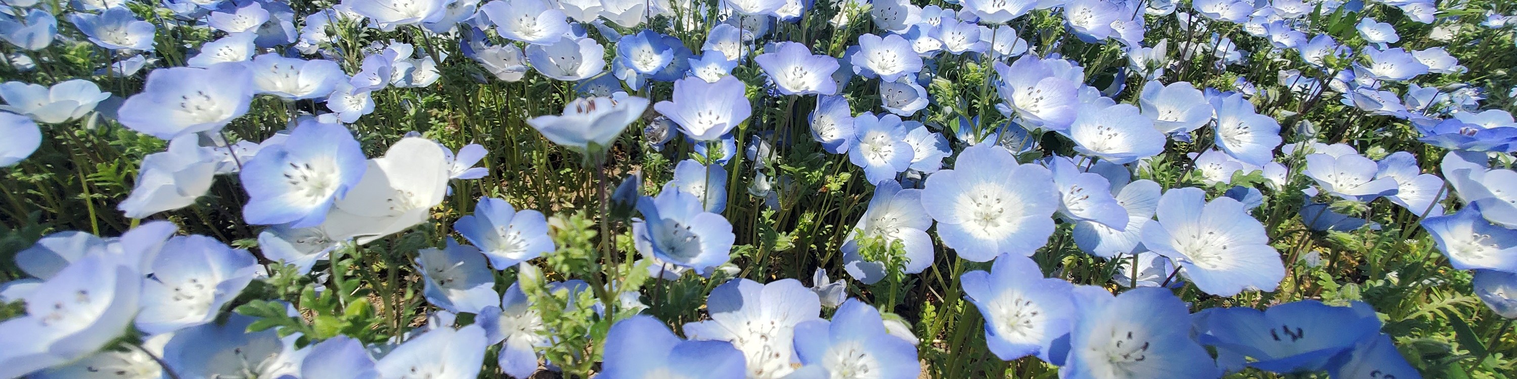從新宿出發的足利花卉公園和日立海濱公園一日遊