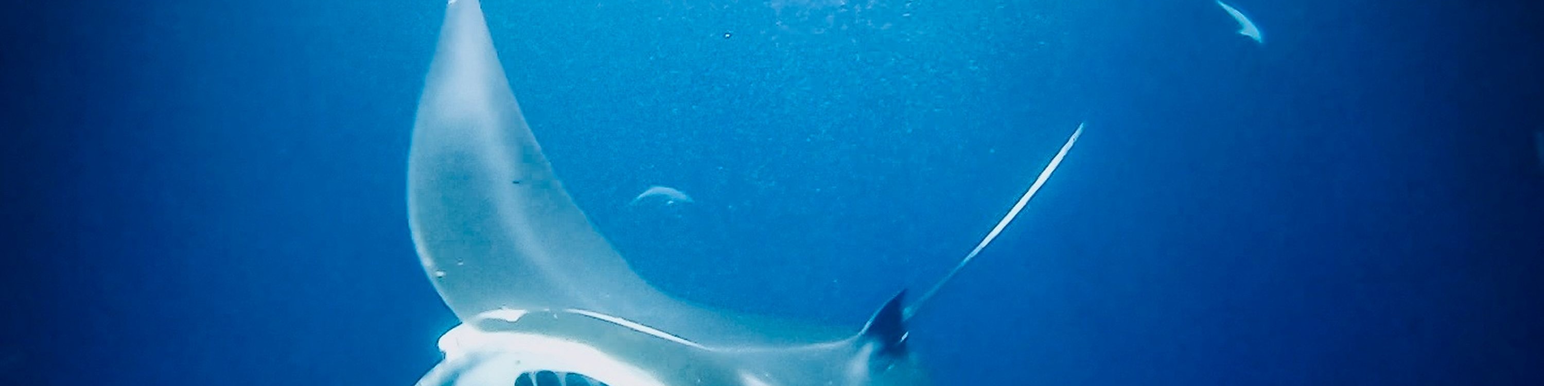 在燈光下，鬼蝠魟毫不費力地滑過水面，以浮游生物為食