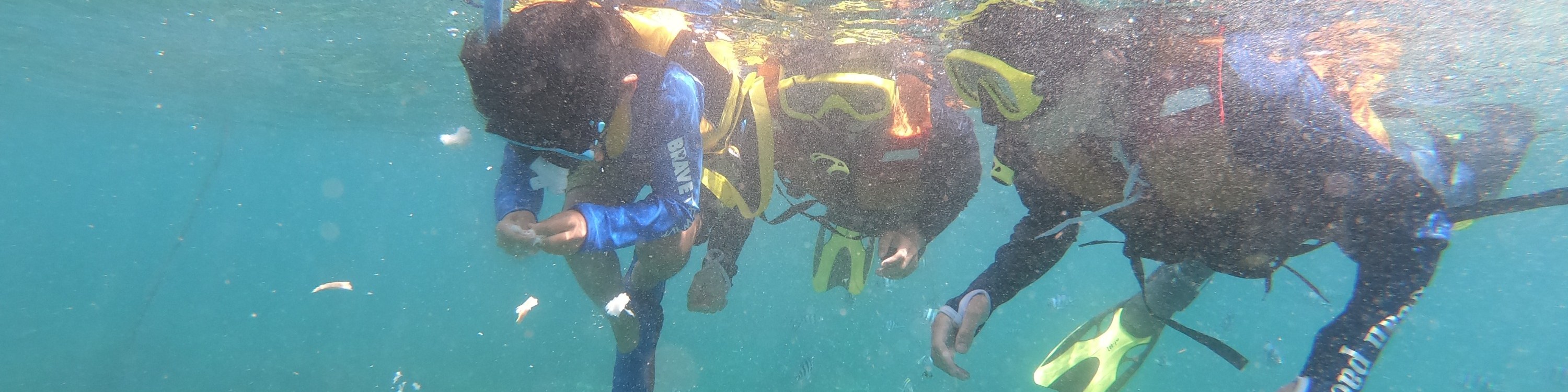 龜島 & 玻璃底船 & 紅樹林巡航之旅（JTB Indonesia提供）