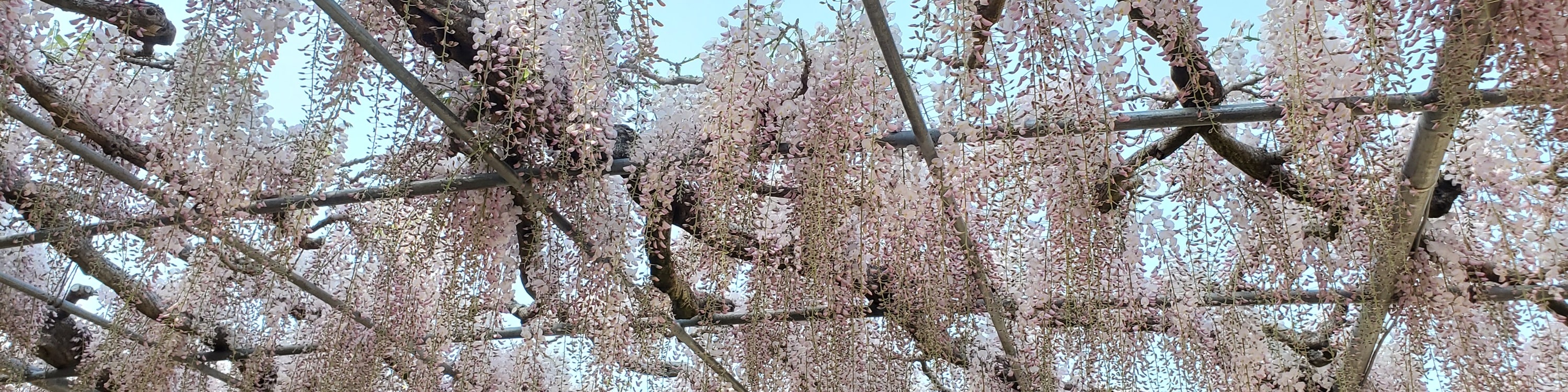 從新宿出發的足利花卉公園和日立海濱公園一日遊