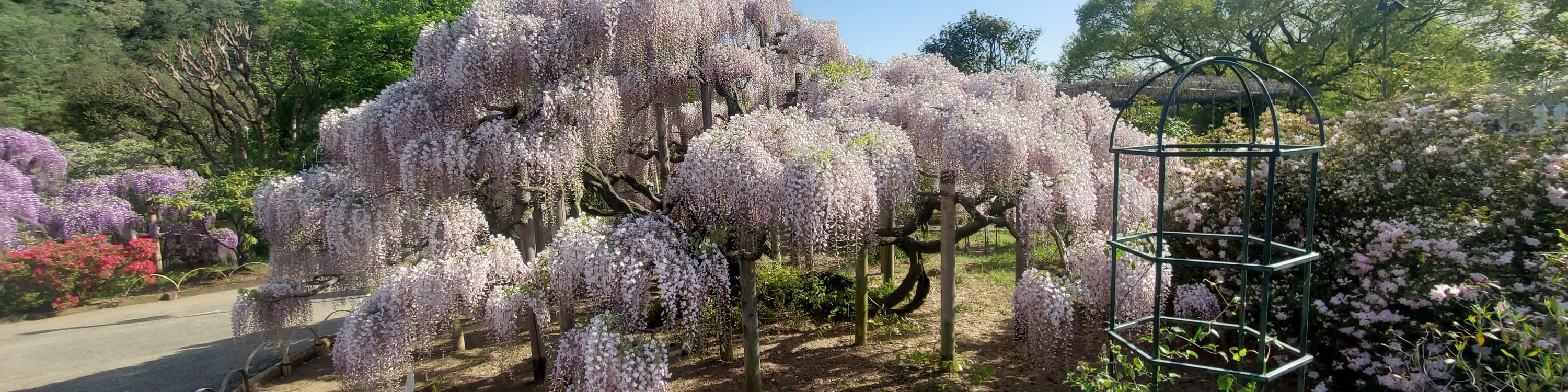 從新宿出發的足利花卉公園和日立海濱公園一日遊