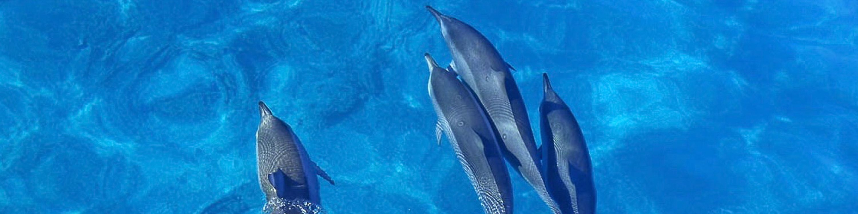 從水面俯瞰，一群海豚優雅地在水面附近嬉戲