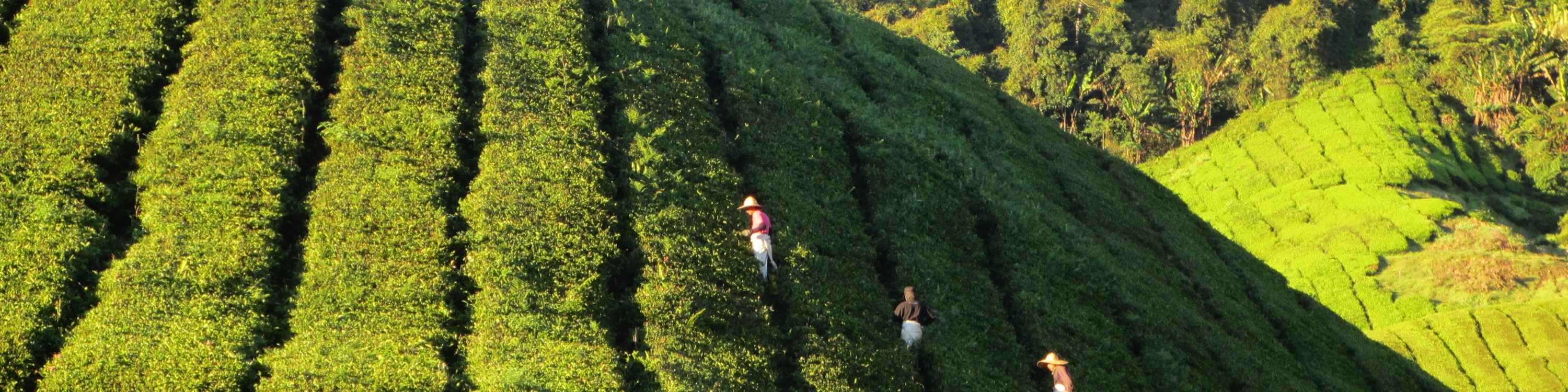 金馬倫高原苔蘚森林半日遊