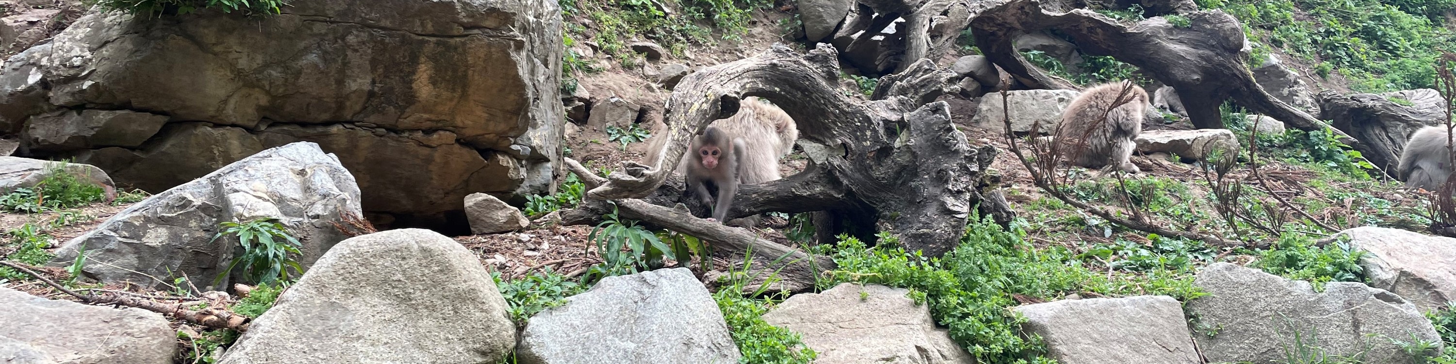 Snow Monkey Park & Shibu Onsen Private Tour
