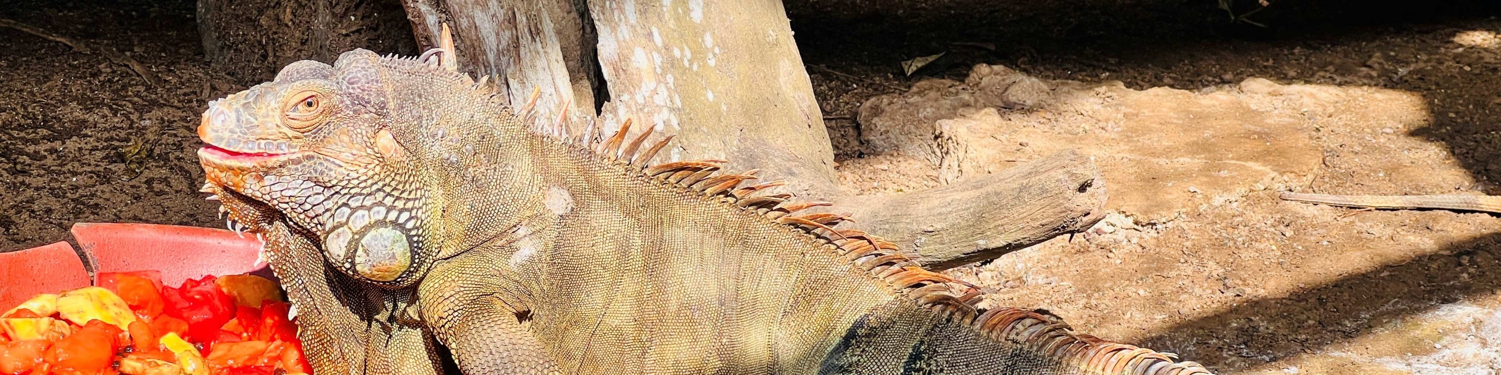 關丹 Zoo Teruntum 動物園門票