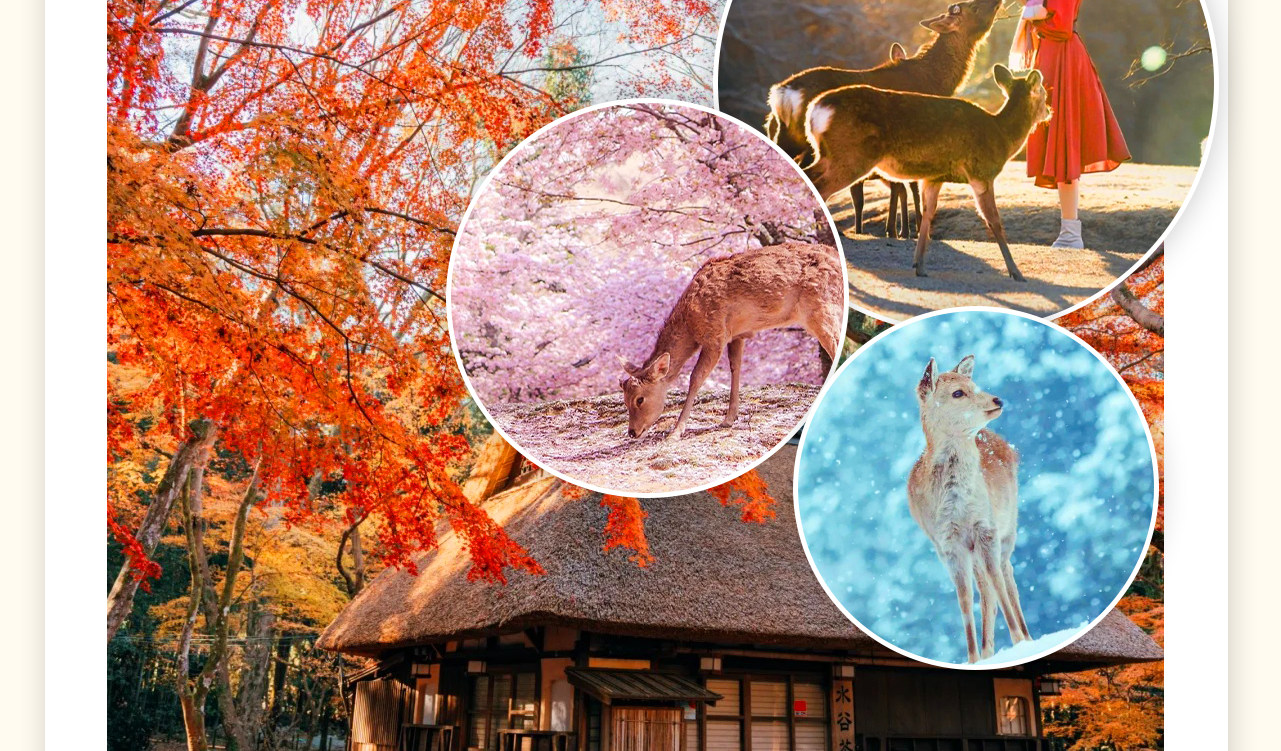 這是以鹿為靈魂的城市。在奈良公園，與數千只野生萌鹿親密接觸，餵食、拍照，感受它們溫順的眼神和親人的姿態，團隊會安排鹿餅給各位貴賓餵食小鹿。