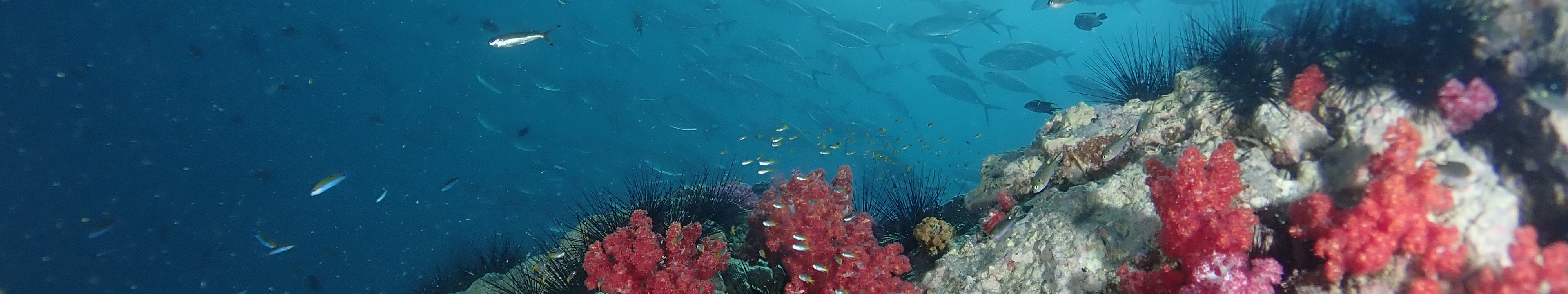 皮皮島 / 鯊魚角潛水體驗（PADI五星級潛水中心）