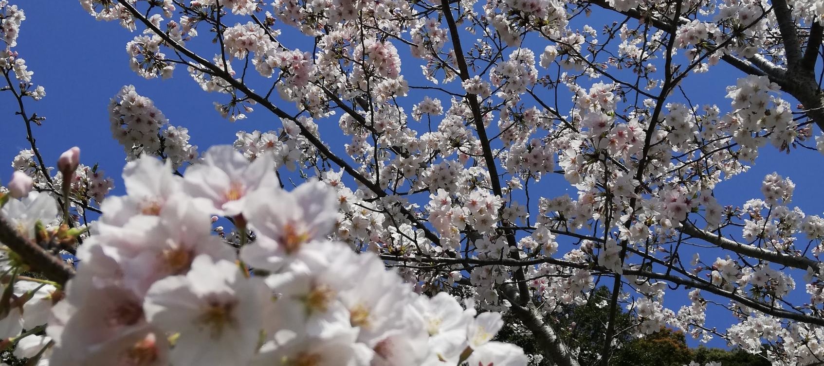 糸島｜白絲瀑布＆芥屋大門＆櫻井神社＆一蘭之森＆櫻井二見浦夫婦岩一日遊｜福岡出發