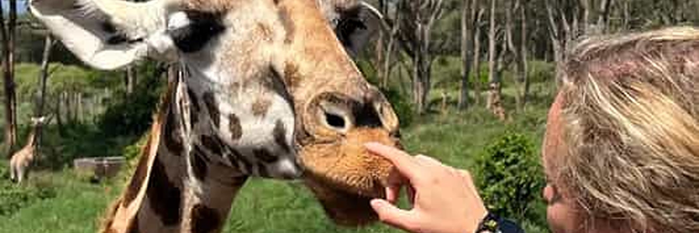 Mombasa: Giraffes Feeding Experience At Haller Park. 