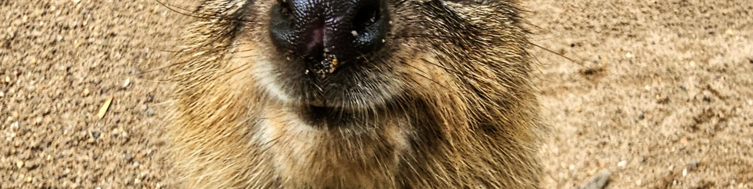 在菲瑟戴爾野生動物園與友善著稱的短尾矮袋鼠打個招呼 在菲瑟戴爾野生動物園與友善著稱的短尾矮袋鼠打個招呼
