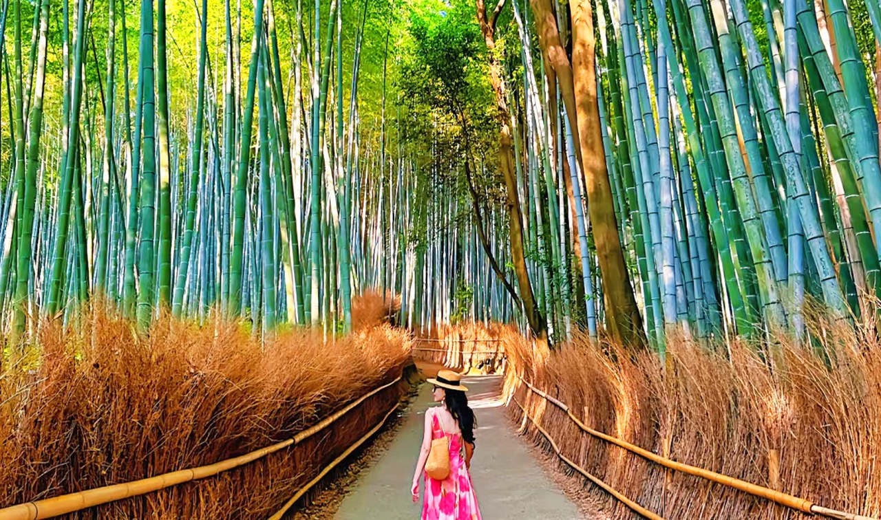 Kyoto Dream Illumination Autumn Foliage Day Tour - Kinkaku-ji & Arashiyama (Includes Night Maple Train - Departing from Osaka/Kyoto) - Thumbnail 16