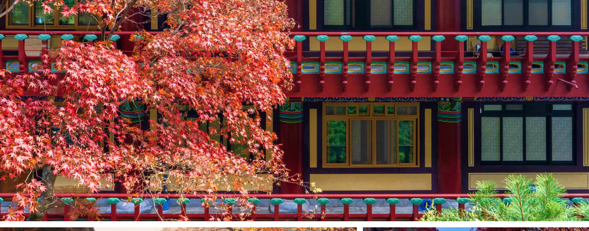 傳統風格的寺廟建築與火紅的秋葉交織成一幅美景，令人嘆為觀止！🍂✨