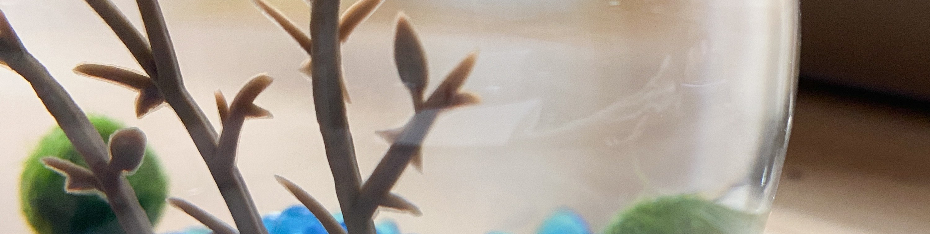 Singapore Volcanic Shrimp Aquarium Workshop - Thumbnail 8