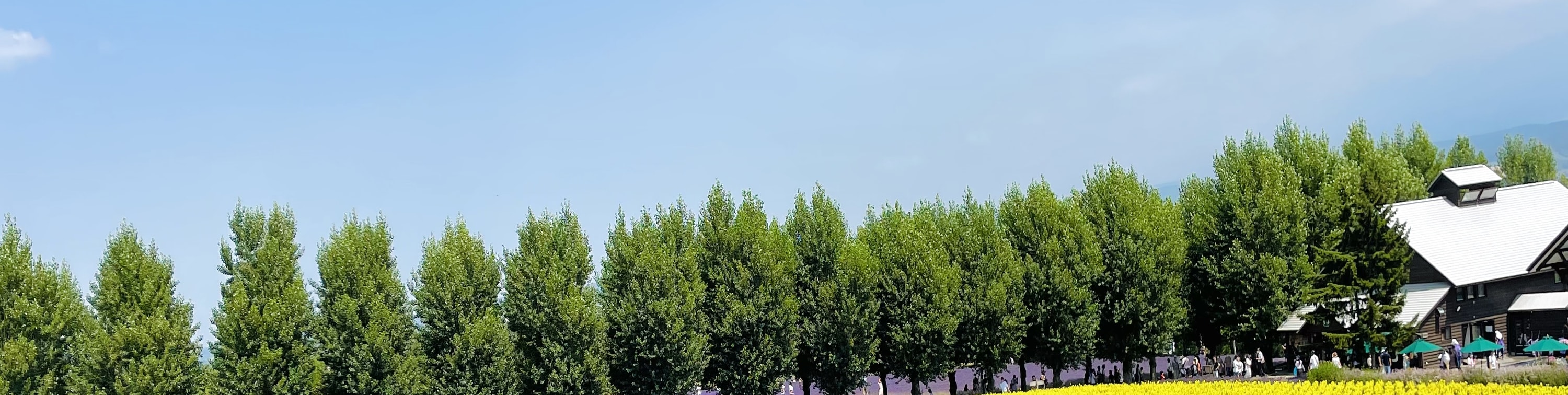 北海道1日遊 ❘ 富良野站出發 ❘富良野奶酪工廠&富田農場&Campana六花亭茶室