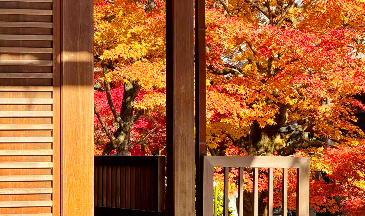 Kyoto Dream Illumination Autumn Foliage Day Tour - Kinkaku-ji & Arashiyama (Includes Night Maple Train - Departing from Osaka/Kyoto) - Thumbnail 8