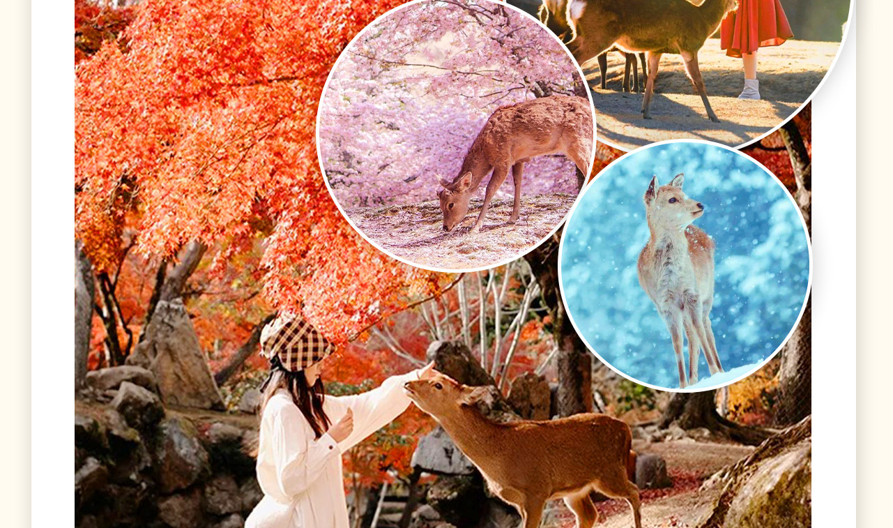 奈良公園是一座與自然和諧共生的歷史公園。公園內綠意盎然,還棲息著上千只可愛的梅花鹿。遊客可以餵食小鹿,感受人與動物親密接觸的樂趣,體驗日本傳統文化的魅力。 奈良公園是一座與自然和諧共生的歷史公園。公園內綠意盎然,還棲息著上千只可愛的梅花鹿。遊客可以餵食小鹿,感受人與動物親密接觸的樂趣,體驗日本傳統文化的魅力。