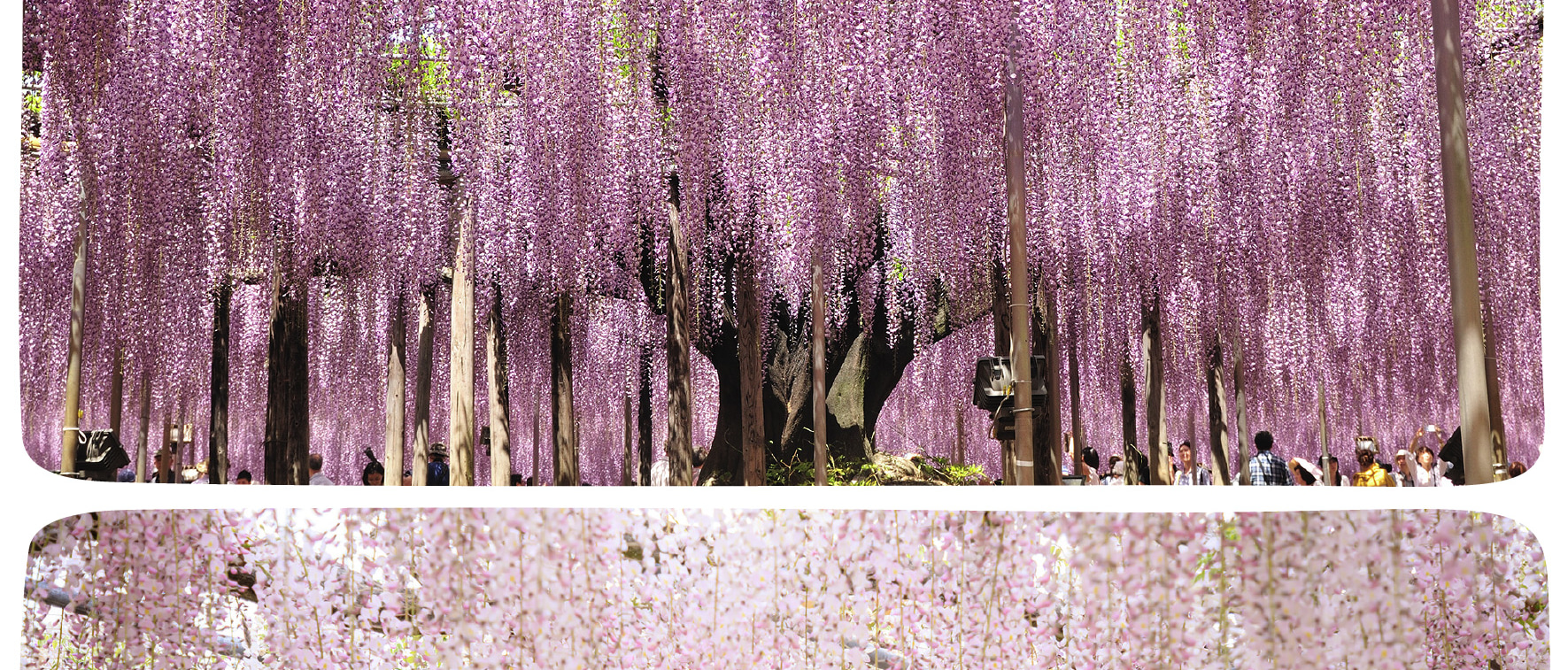 季節限定: 國營常陸海濱公園 & 足利花卉公園一日遊 (東京出發)