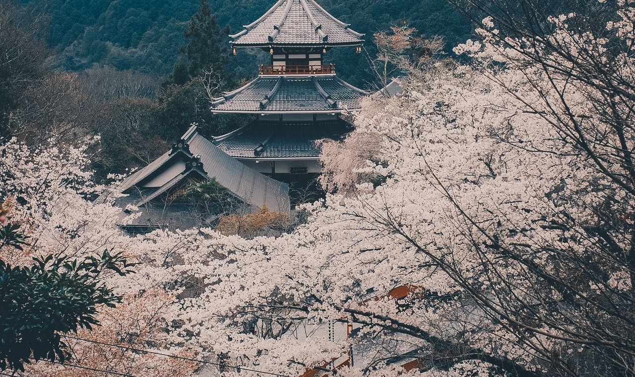 遊客可以一邊登山一邊欣賞櫻花，還可以在沿途的公園和觀景點賞花