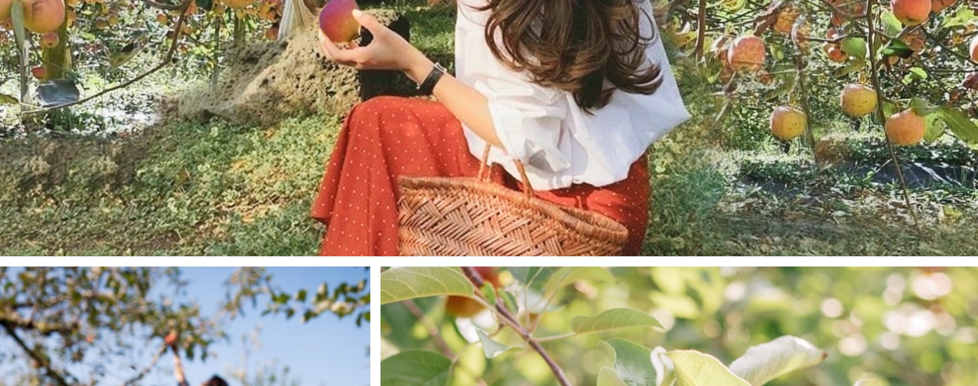 摘蘋果——甜蜜的韓國農場體驗！🍎🍏 直接從樹上採摘新鮮多汁的蘋果，品嚐不一樣的美味！韓國蘋果以其天然的甜味而聞名，這種親手採摘的活動非常適合所有年齡段的人（甚至包括孩子）😆