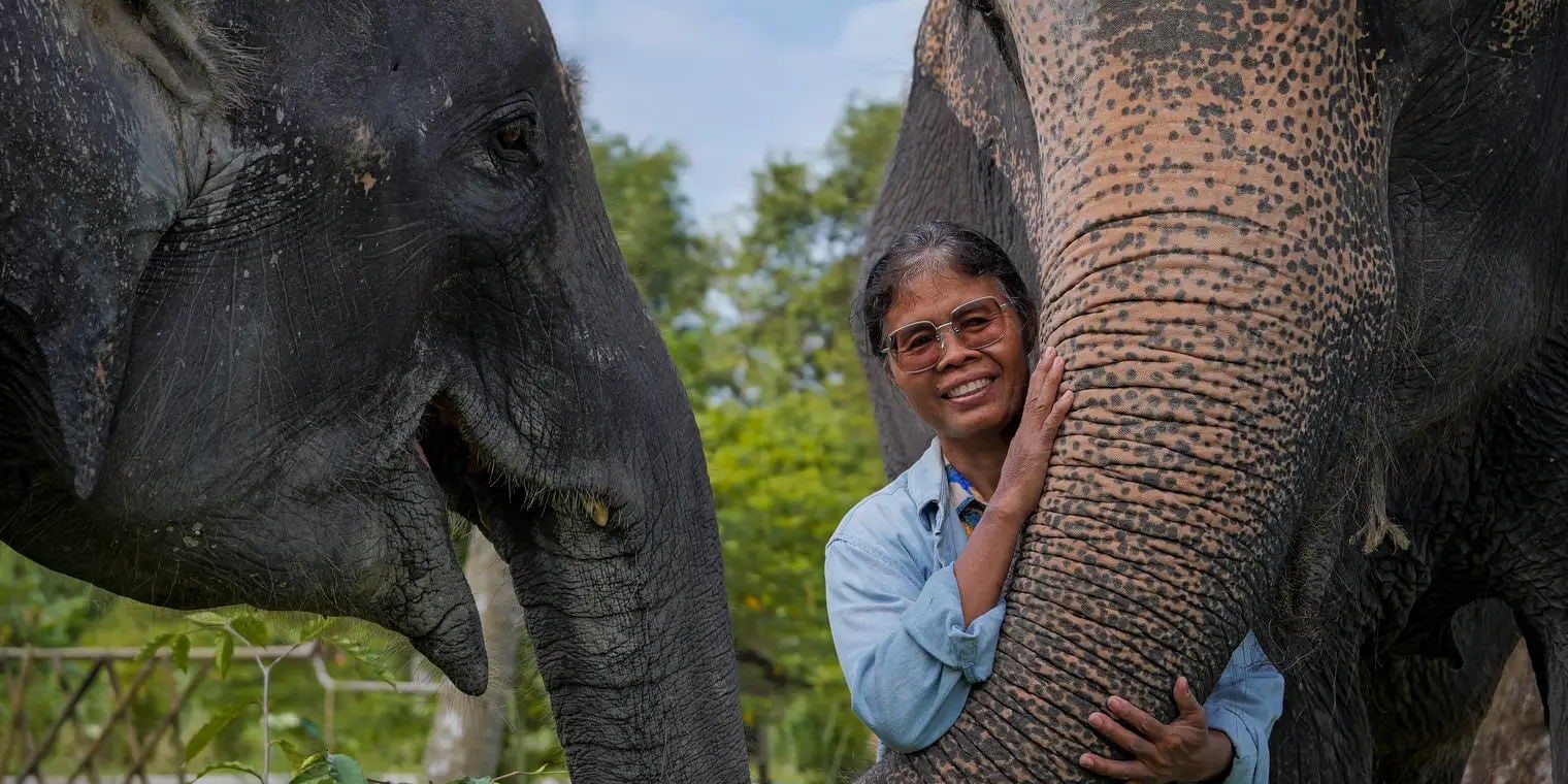 "Grandma Lun & Her Giant Daughters"
Our elephants, Merry and Kratin, were raised by Grandma Lun like her own children. That’s why they are so gentle and affectionate.