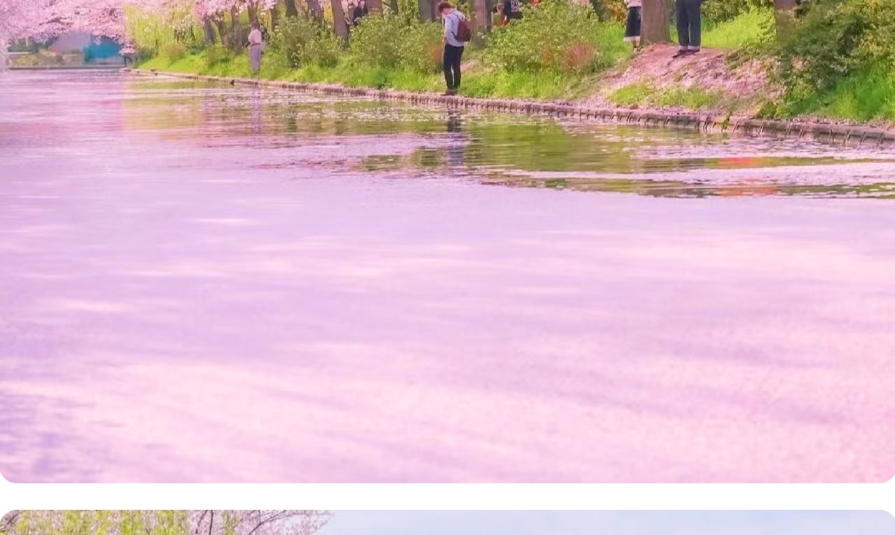 在粉色花雨與靜靜流淌的河道之間航行,把京都的春天拍成一段溫柔慢放的風景。 在粉色花雨與靜靜流淌的河道之間航行,把京都的春天拍成一段溫柔慢放的風景。