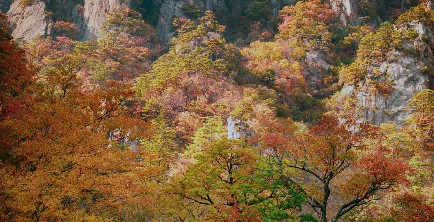 首爾雪嶽山 & Surfy海灘一日遊