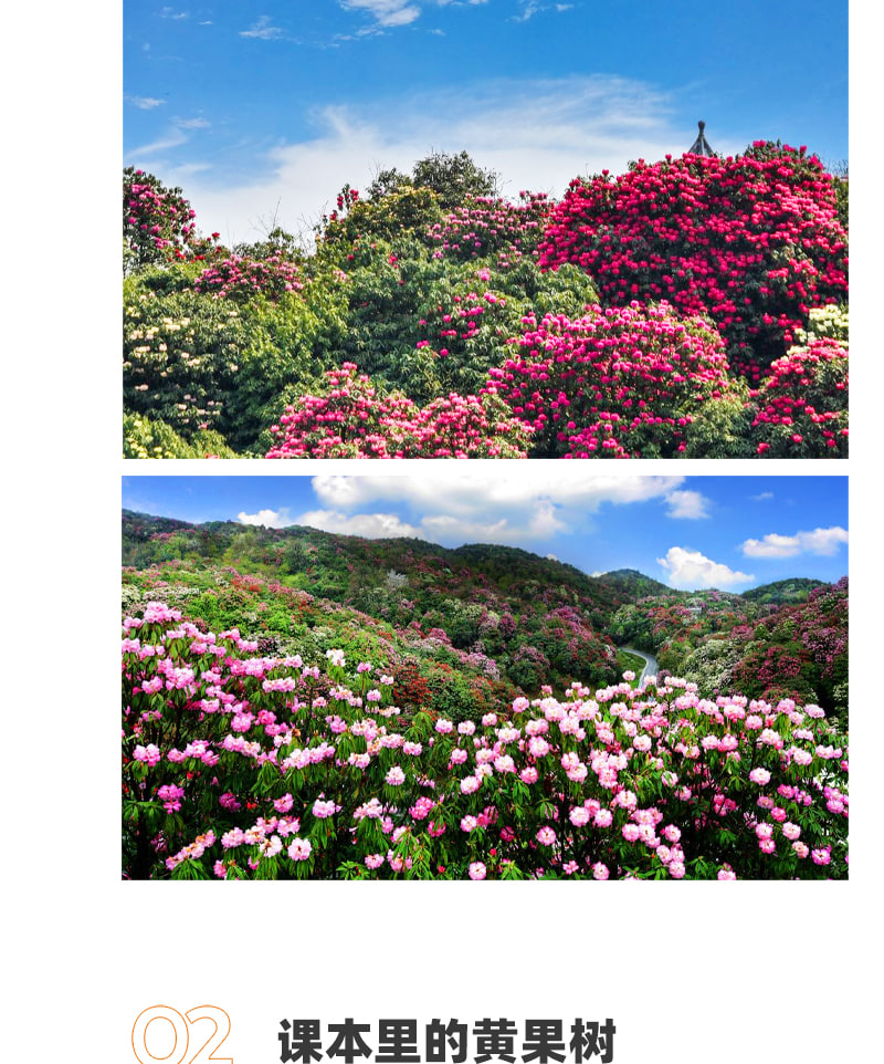 貴州百里杜鵑5日賞花之旅(貴陽往返+四鑽酒店+贈送旅拍+百里杜鵑+青巖古鎮+織金洞+黃果樹瀑布）