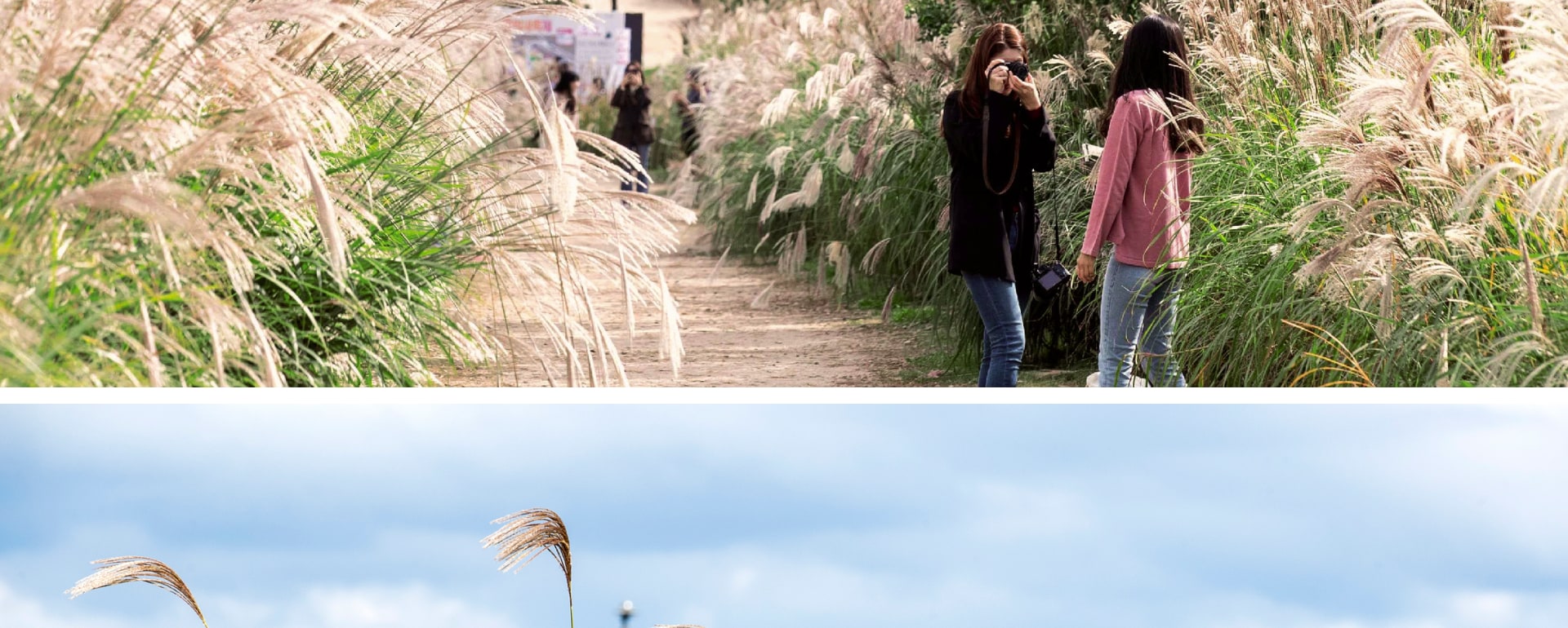 秋天，天空公園變成了一個夢幻般的景觀，銀色草地上覆蓋著金色的光芒。