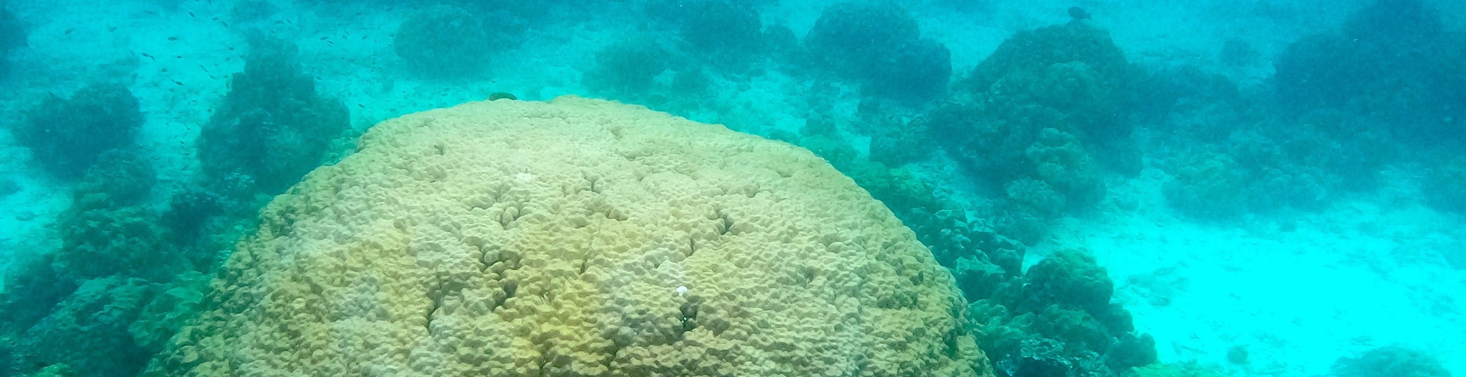 哈島 & ROK島快艇浮潛之旅